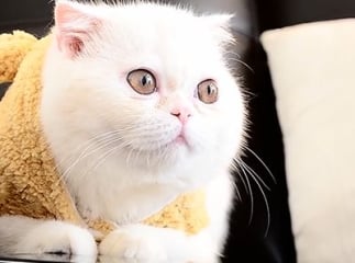 chat Exotic Shorthair